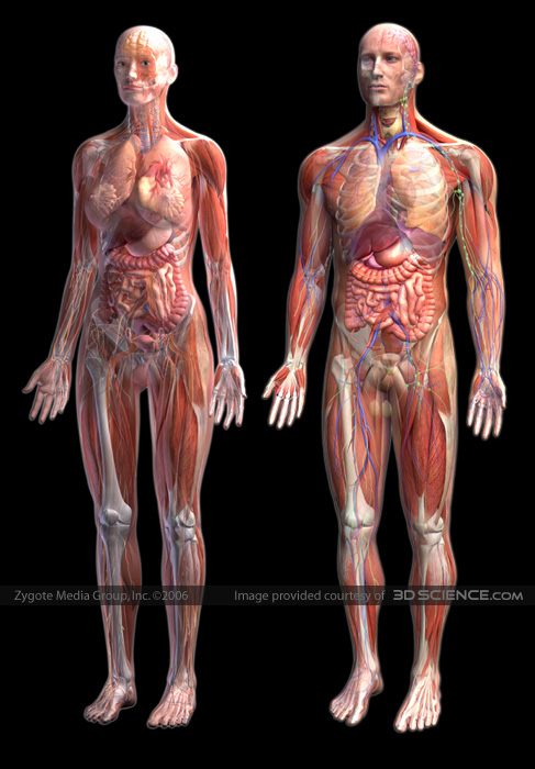 human-anatomy